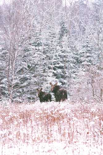 TWO MOOSE